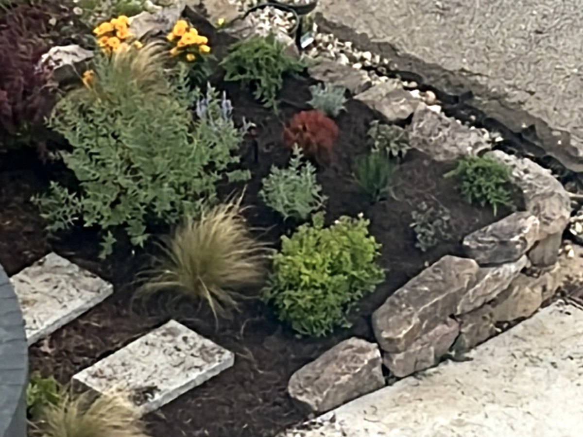 A stone wall bordering a newly planted bed of ornamental grasses and perennials with stone step pavers set into the mulch